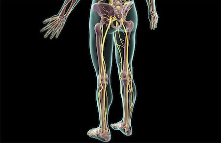 simsearch:671-02097719,k - The nerves of the lower body Foto de stock - Sin royalties Premium, Código: 671-02095615