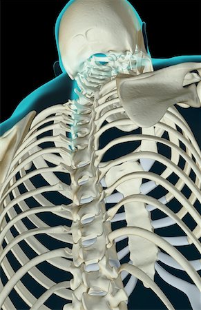 simsearch:671-02095632,k - The bones of the upper body Fotografie stock - Premium Royalty-Free, Codice: 671-02095624