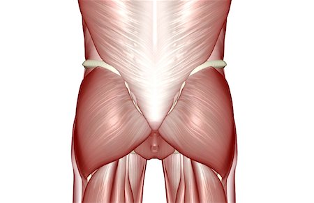 skeleton - The muscles of the lower body Stock Photo - Premium Royalty-Free, Code: 671-02095635