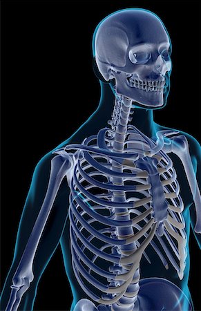 rib cage three quarter view - The bones of the upper body Stock Photo - Premium Royalty-Free, Code: 671-02095632