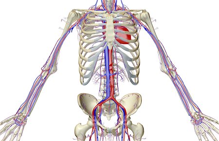 simsearch:671-02097409,k - The blood supply of the trunk Foto de stock - Sin royalties Premium, Código: 671-02095658