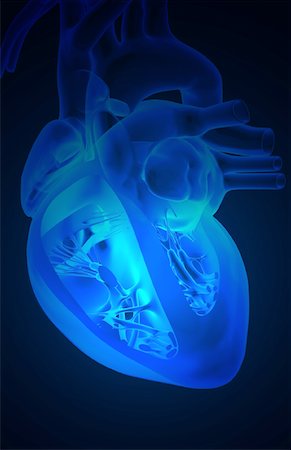 simsearch:671-02095772,k - Sectional anatomy of the heart Foto de stock - Sin royalties Premium, Código: 671-02095659
