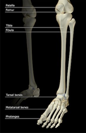 simsearch:671-02092939,k - Die Knochen des Beines Stockbilder - Premium RF Lizenzfrei, Bildnummer: 671-02095652