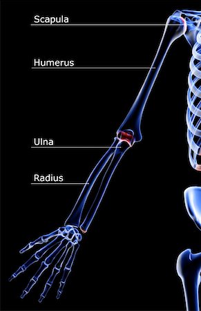 The bones of the upper limb Stock Photo - Premium Royalty-Free, Code: 671-02095668