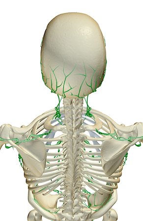 shoulder illustration - The lymph supply of the head and shoulders Stock Photo - Premium Royalty-Free, Code: 671-02095660