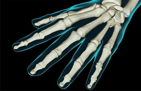 The bones of the hand Stock Photo - Premium Royalty-Free, Code: 671-02095680