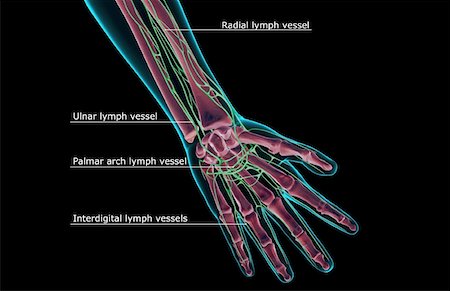 skeleton hand - The lymph supply of the hand Stock Photo - Premium Royalty-Free, Code: 671-02095682