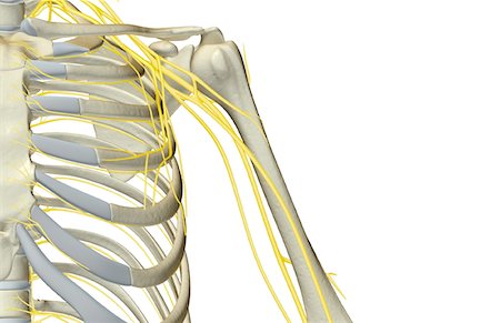 front of shoulder nerve anatomy - The nerves of the shoulder Stock Photo - Premium Royalty-Free, Code: 671-02095696