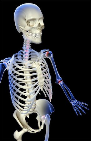 simsearch:671-02095632,k - The bones of the upper body Fotografie stock - Premium Royalty-Free, Codice: 671-02095692