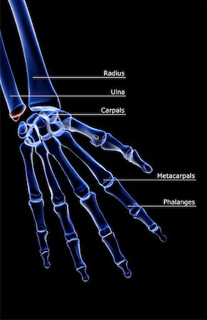 The bones of the hand Stock Photo - Premium Royalty-Free, Code: 671-02095693