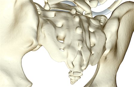 simsearch:671-02098509,k - The bones of the pelvis Foto de stock - Royalty Free Premium, Número: 671-02095713