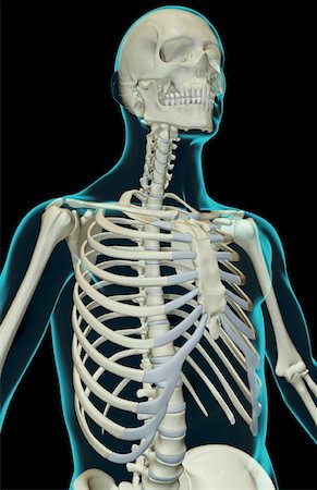 simsearch:671-02097189,k - The bones of the upper body Foto de stock - Sin royalties Premium, Código: 671-02095725
