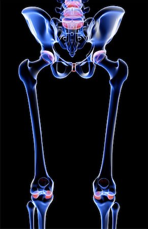 The bones of the lower limb Stock Photo - Premium Royalty-Free, Code: 671-02095727
