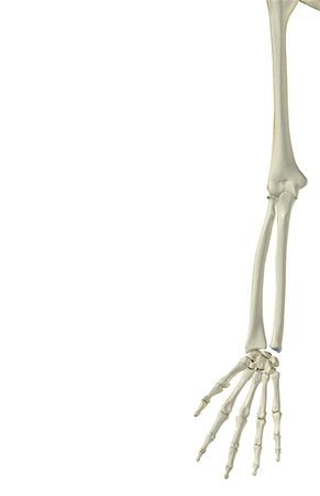 skeleton hand - The bones of the upper limb Stock Photo - Premium Royalty-Free, Code: 671-02095729