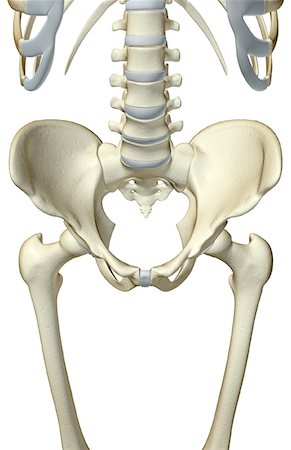 pelvis - The bones of the pelvis Stock Photo - Premium Royalty-Free, Code: 671-02095738