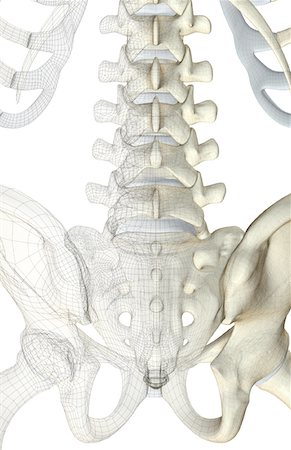 spine anatomy back view - The bones of the lower back Stock Photo - Premium Royalty-Free, Code: 671-02095744