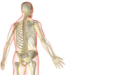 simsearch:671-02098491,k - The nerves of the upper body Foto de stock - Sin royalties Premium, Código: 671-02095752