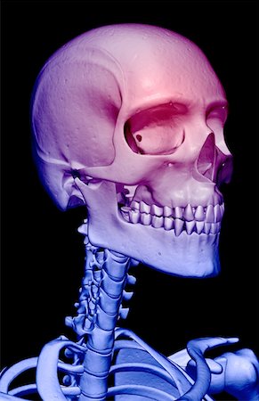 simsearch:671-02094214,k - The bones of the head, neck and face Foto de stock - Sin royalties Premium, Código: 671-02095775