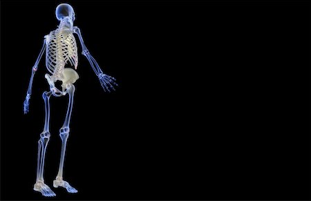 simsearch:671-02096698,k - The skeletal system Stock Photo - Premium Royalty-Free, Code: 671-02095776