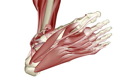 simsearch:671-02096126,k - The muscles of the foot Stock Photo - Premium Royalty-Free, Code: 671-02095779