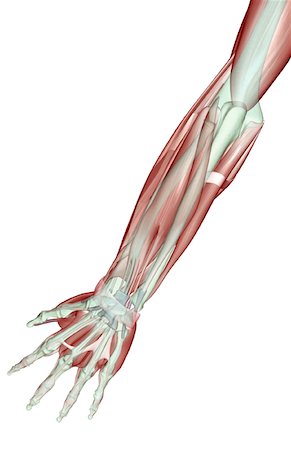 simsearch:671-02094652,k - The musculoskeleton of the forearm Stock Photo - Premium Royalty-Free, Code: 671-02095784