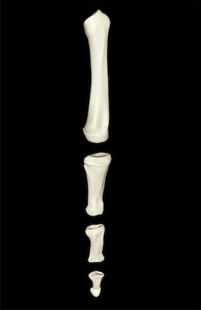 proximal phalanx - The bones of the foot Stock Photo - Premium Royalty-Free, Code: 671-02095787