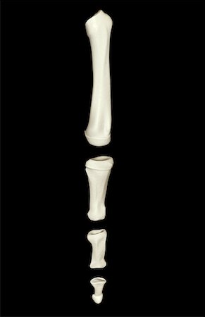 simsearch:671-02096032,k - The bones of the foot Stock Photo - Premium Royalty-Free, Code: 671-02095787