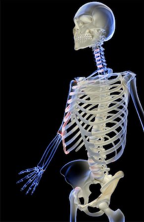 simsearch:671-02095632,k - The bones of the upper body Fotografie stock - Premium Royalty-Free, Codice: 671-02095794