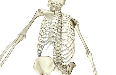 The bones of the upper body Stock Photo - Premium Royalty-Free, Code: 671-02095798