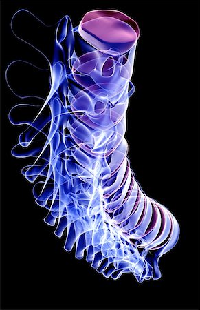 spine anatomy back view - The vertebral column Stock Photo - Premium Royalty-Free, Code: 671-02095815