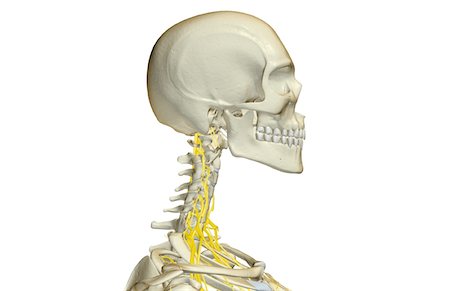 simsearch:671-02098304,k - The nerves of the neck Stock Photo - Premium Royalty-Free, Code: 671-02095811