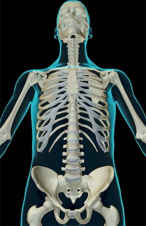 simsearch:671-02097189,k - The bones of the upper body Foto de stock - Sin royalties Premium, Código: 671-02095826