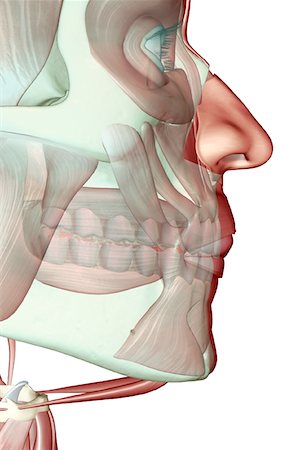 The musculoskeleton of the jaw Stock Photo - Premium Royalty-Free, Code: 671-02095829