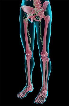 The lymph supply of the lower body Stock Photo - Premium Royalty-Free, Code: 671-02095834