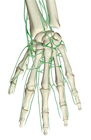 skeleton hand - The lymph supply of the hand Stock Photo - Premium Royalty-Free, Code: 671-02095837