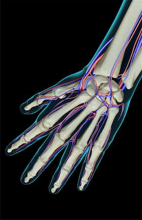 skeleton hand - The blood supply of the hand Stock Photo - Premium Royalty-Free, Code: 671-02095848
