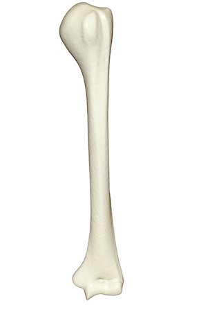 skeleton to human - The humerus Stock Photo - Premium Royalty-Free, Code: 671-02095868