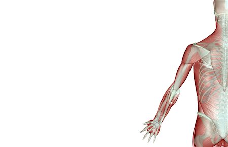 simsearch:671-02096126,k - The musculoskeleton of the upper limb Stock Photo - Premium Royalty-Free, Code: 671-02095874