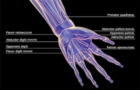 simsearch:671-02098580,k - The muscles of the hand Foto de stock - Royalty Free Premium, Número: 671-02095876