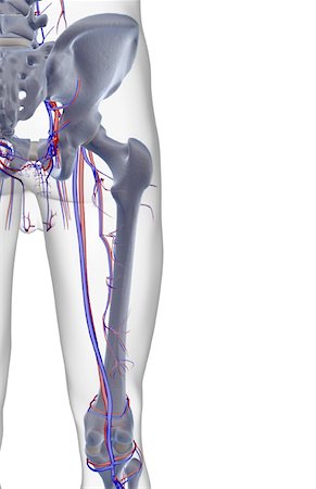 simsearch:671-02095935,k - L'approvisionnement en sang du membre inférieur et hanche Photographie de stock - Premium Libres de Droits, Code: 671-02095885