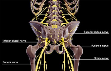 superior gluteal nerve model