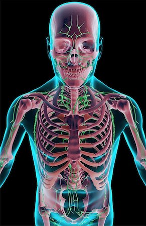 The lymph supply of the upper body Stock Photo - Premium Royalty-Free, Code: 671-02095895
