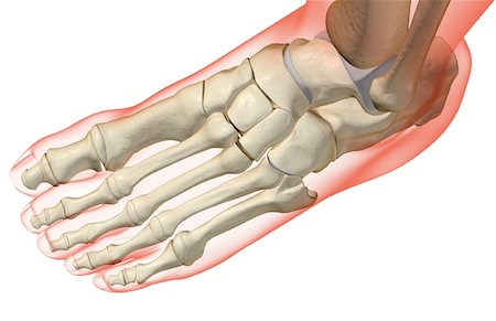 simsearch:671-02094025,k - The bones of the foot Stock Photo - Premium Royalty-Free, Code: 671-02095905