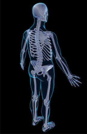 simsearch:671-02099555,k - The skeletal system Fotografie stock - Premium Royalty-Free, Codice: 671-02095900