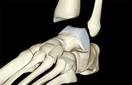 skeleton - The bones of the foot Stock Photo - Premium Royalty-Free, Code: 671-02095901