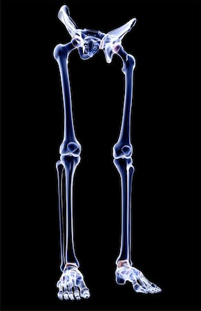 The bones of the lower body Foto de stock - Sin royalties Premium, Código: 671-02095903