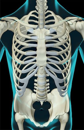 simsearch:671-02095586,k - The bones of the trunk Stock Photo - Premium Royalty-Free, Code: 671-02095916