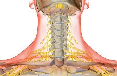 simsearch:671-02098304,k - The nerves of the neck Stock Photo - Premium Royalty-Free, Code: 671-02095925