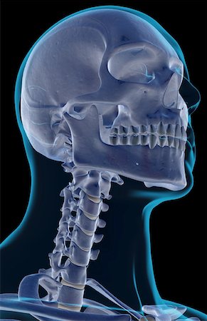 simsearch:671-02100116,k - The bones of the head and neck Fotografie stock - Premium Royalty-Free, Codice: 671-02095926