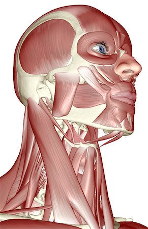 The muscles of the head and neck Stock Photo - Premium Royalty-Free, Code: 671-02095920